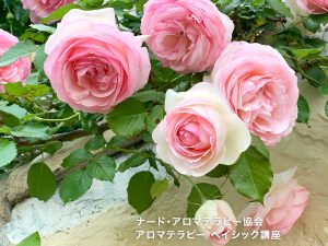 TOP NARDアロマテラピーベイシック講座の画像